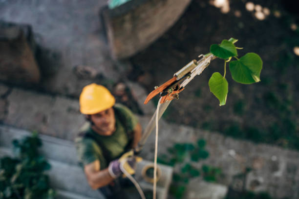 Reliable Cheney, KS Tree Removal Solutions