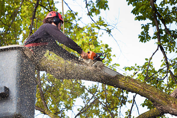 Best Utility Line Clearance  in Cheney, KS